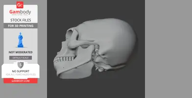 Homo neanderthalensis Skull - Skull Replica STL