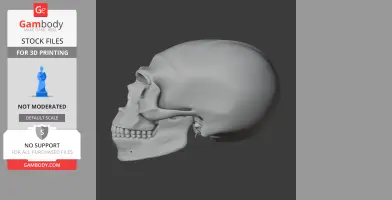 Homo neanderthalensis Skull - Skull Replica STL