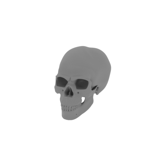 Homo neanderthalensis Skull.stl