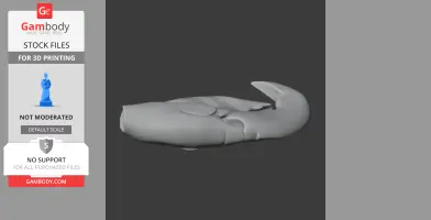 Hyacinth Macaw Skull - Skull Replica STL