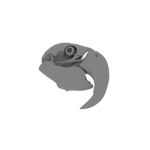 Hyacinth Macaw Skull.stl