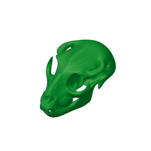 Hyainailouros Skull.3mf