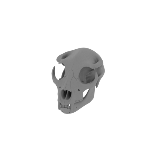 Hyainailouros Skull.stl