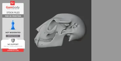Hyainailouros Skull - Skull Replica STL
