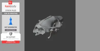 Indian Long-eared Hedgehog Skull - Skull Replica STL