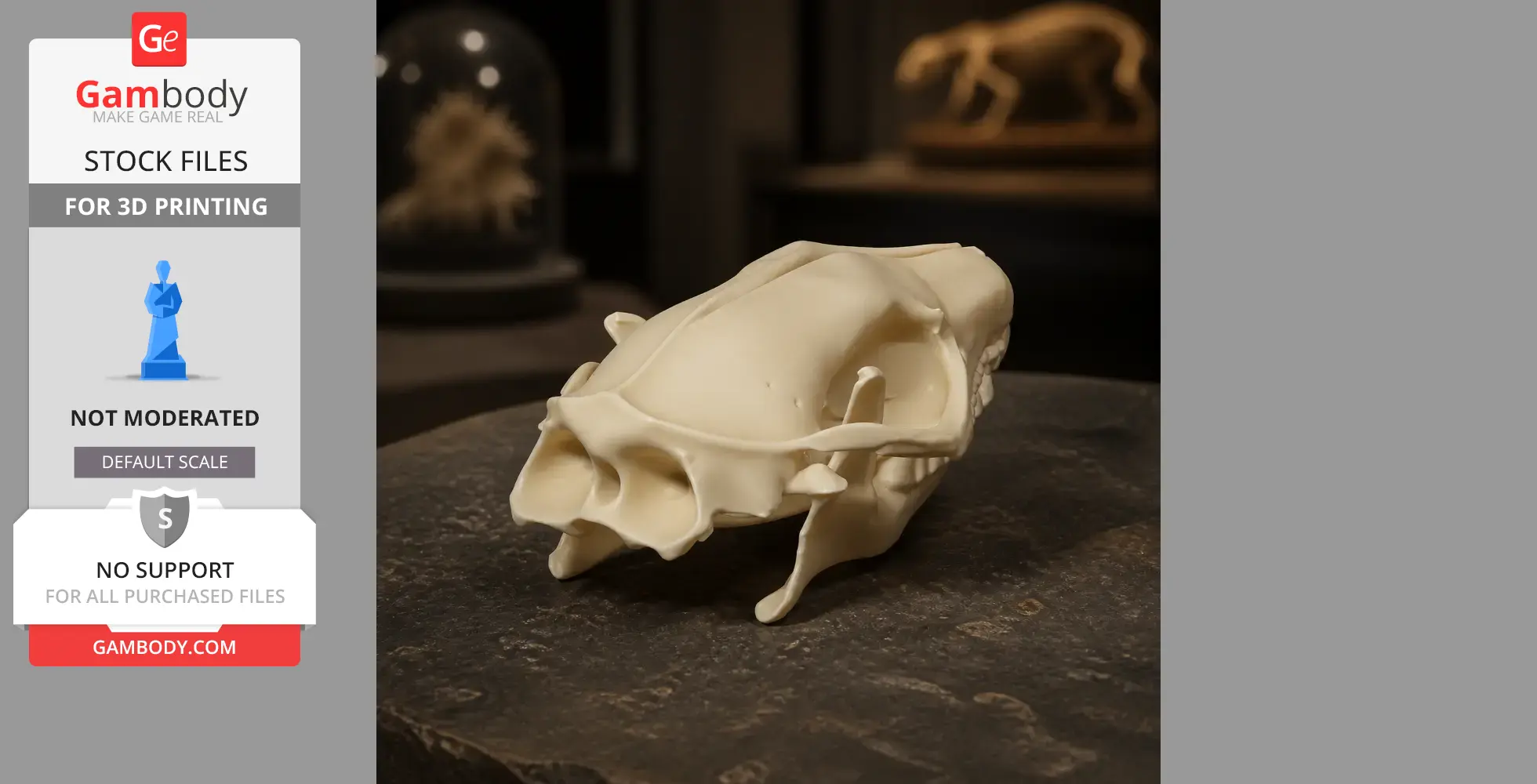Indian Long-eared Hedgehog Skull - Skull Replica STL