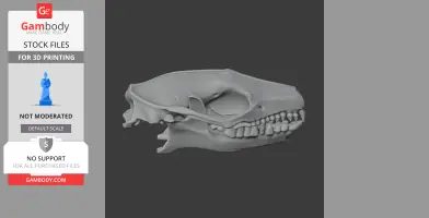 Indian Long-eared Hedgehog Skull - Skull Replica STL