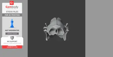 Indian Long-eared Hedgehog Skull - Skull Replica STL