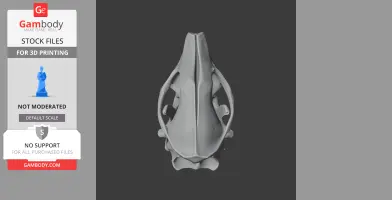 Indian Long-eared Hedgehog Skull - Skull Replica STL
