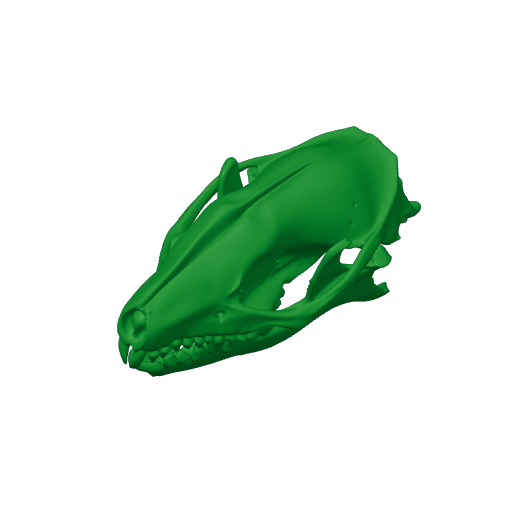 Indian Long-eared Hedgehog Skull.3mf