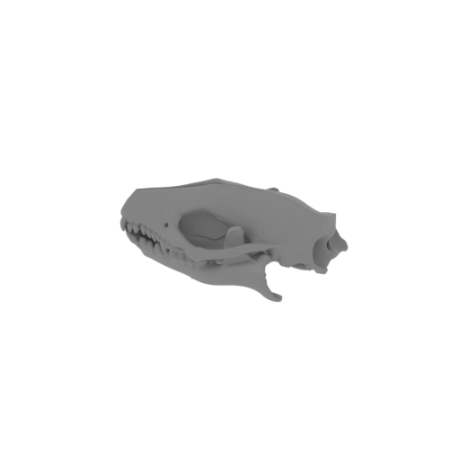 Indian Long-eared Hedgehog Skull.stl