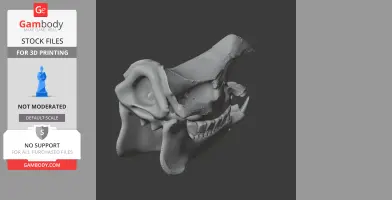 Indian Rhinoceros Skull - Skull Replica STL