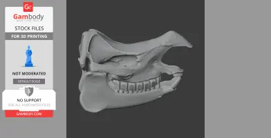 Indian Rhinoceros Skull - Skull Replica STL