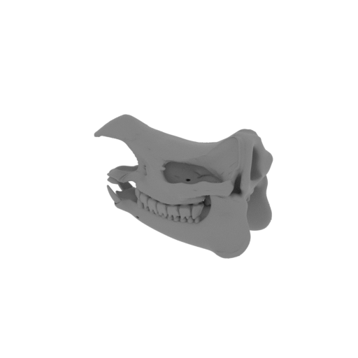 Indian Rhinoceros Skull.stl
