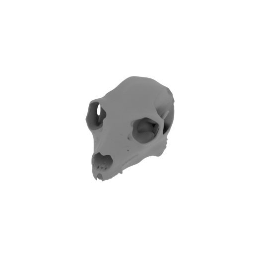 Indri Skull.stl