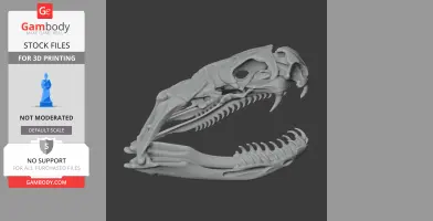 Highly detailed 3D model of a Jameson's mamba skull, showcasing intricate bone structure.