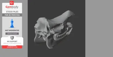 Javan Rhinoceros Skull - Skull Replica STL