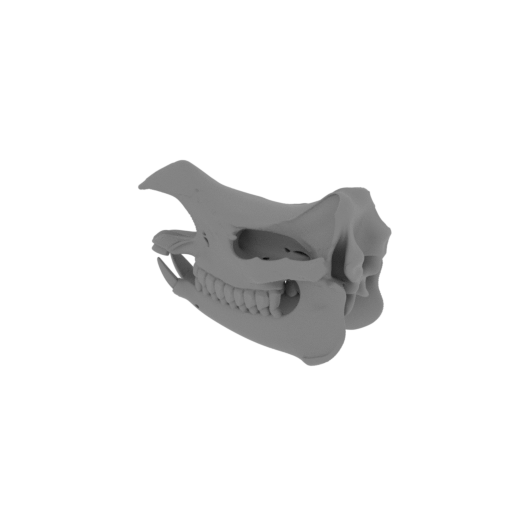 Javan Rhinoceros Skull.stl