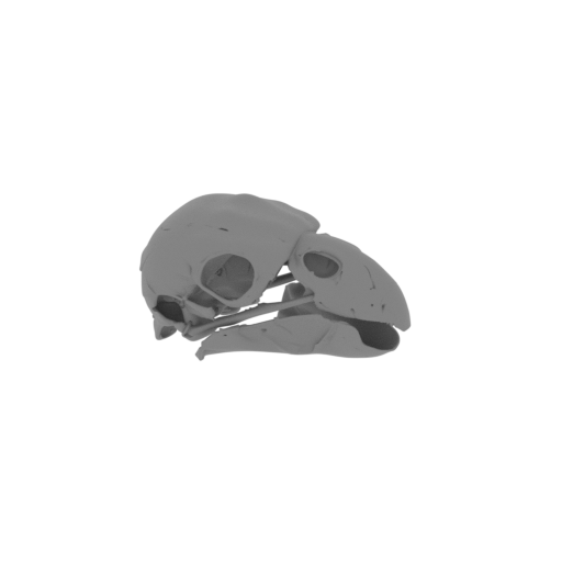 Kaka Skull.stl
