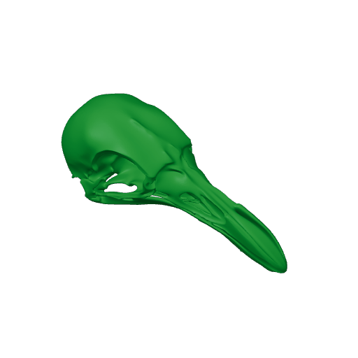King-of-Saxony Bird-of-paradise Skull.3mf
