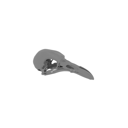 King-of-Saxony Bird-of-paradise Skull.stl