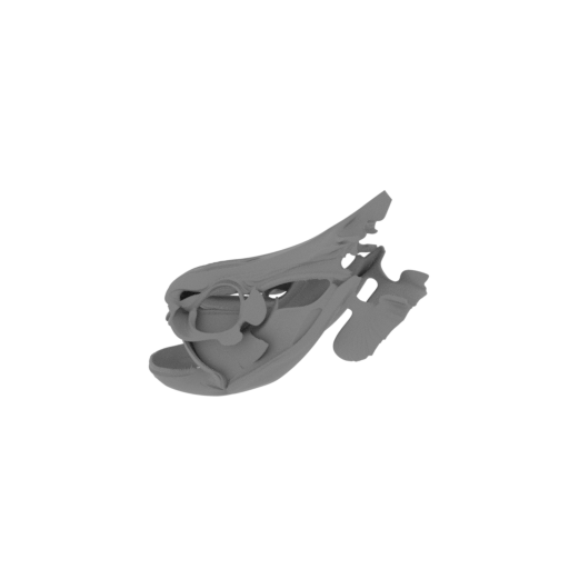 Knifefish Skull.stl