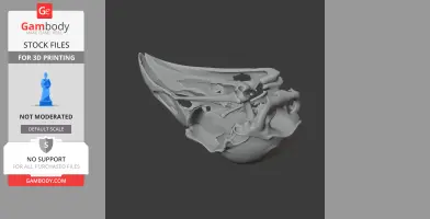 Kokako Skull - Skull Replica STL