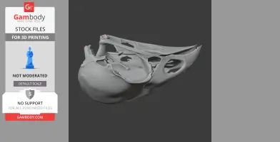 Kokako Skull - Skull Replica STL