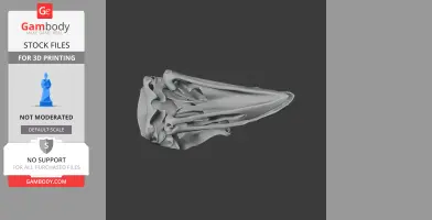 Kokako Skull - Skull Replica STL