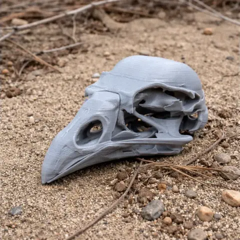 A detailed, gray Kokako bird skull replica rests on sandy ground.