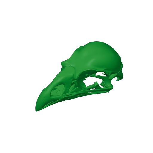 Kokako Skull.3mf