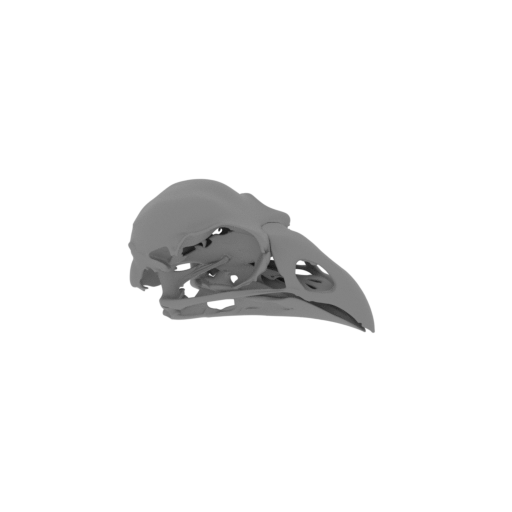 Kokako Skull.stl
