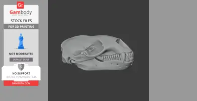3D model of a detailed leopard seal skull, ideal for 3D printing.