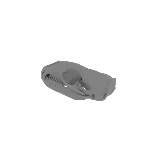 Leopard Seal Skull.stl