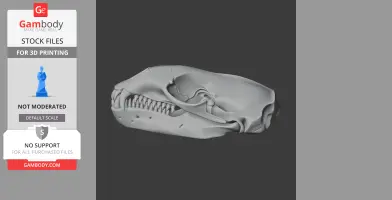 3D model of a leopard seal skull, detailed and ready for 3D printing.