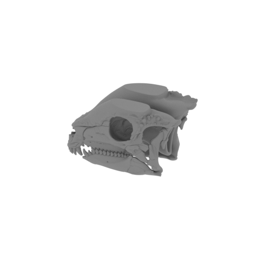 Leptailurus (fossil) Skull.stl
