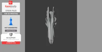 Top view of a 3D model of a lesser hedgehog tenrec skull, suitable for 3D printing.