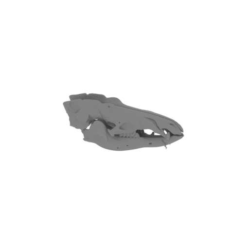 Lesser Hedgehog Tenrec Skull.stl