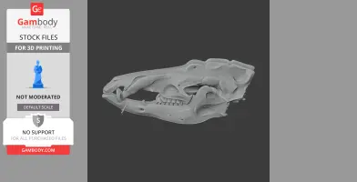3D model of a Lesser Hedgehog Tenrec skull, detailed for 3D printing.