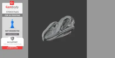 3D model of Llallawavis scagliai skull for printing, shown at default scale.