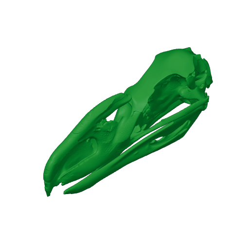 Llallawavis scagliai Skull.3mf