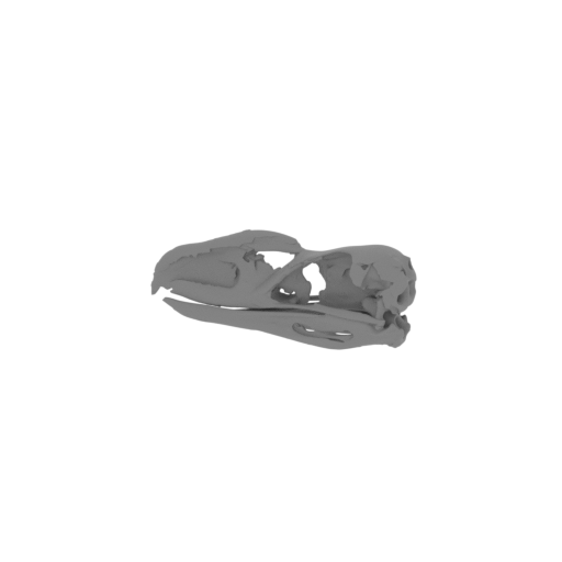 Llallawavis scagliai Skull.stl