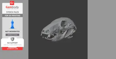 3D model of a long-tailed pygmy possum skull, detailed for printing.