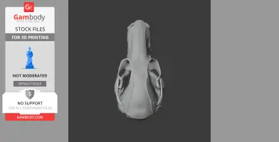 3D model of a long-tailed pygmy possum skull, viewed from the top.