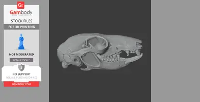 3D model of a long-tailed pygmy possum skull, side view, for 3D printing.