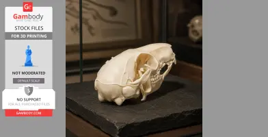 3D printed long-tailed pygmy possum skull replica displayed on a black stone surface.