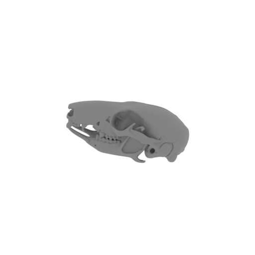 Long-tailed Pygmy Possum Skull.stl