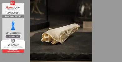 Lowland Streaked Tenrec Skull - Skull Replica STL