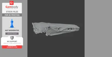 Lowland Streaked Tenrec Skull - Skull Replica STL