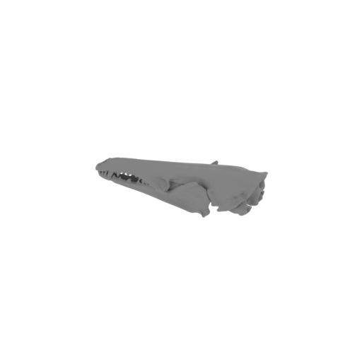 Lowland Streaked Tenrec Skull.stl